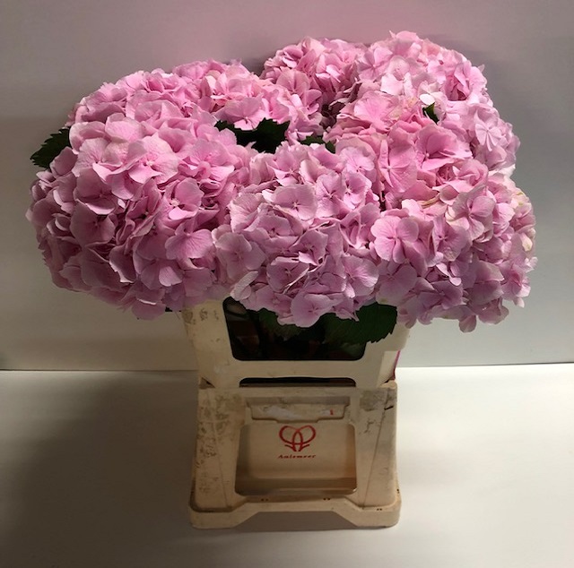 Hydrangea verena.jpg